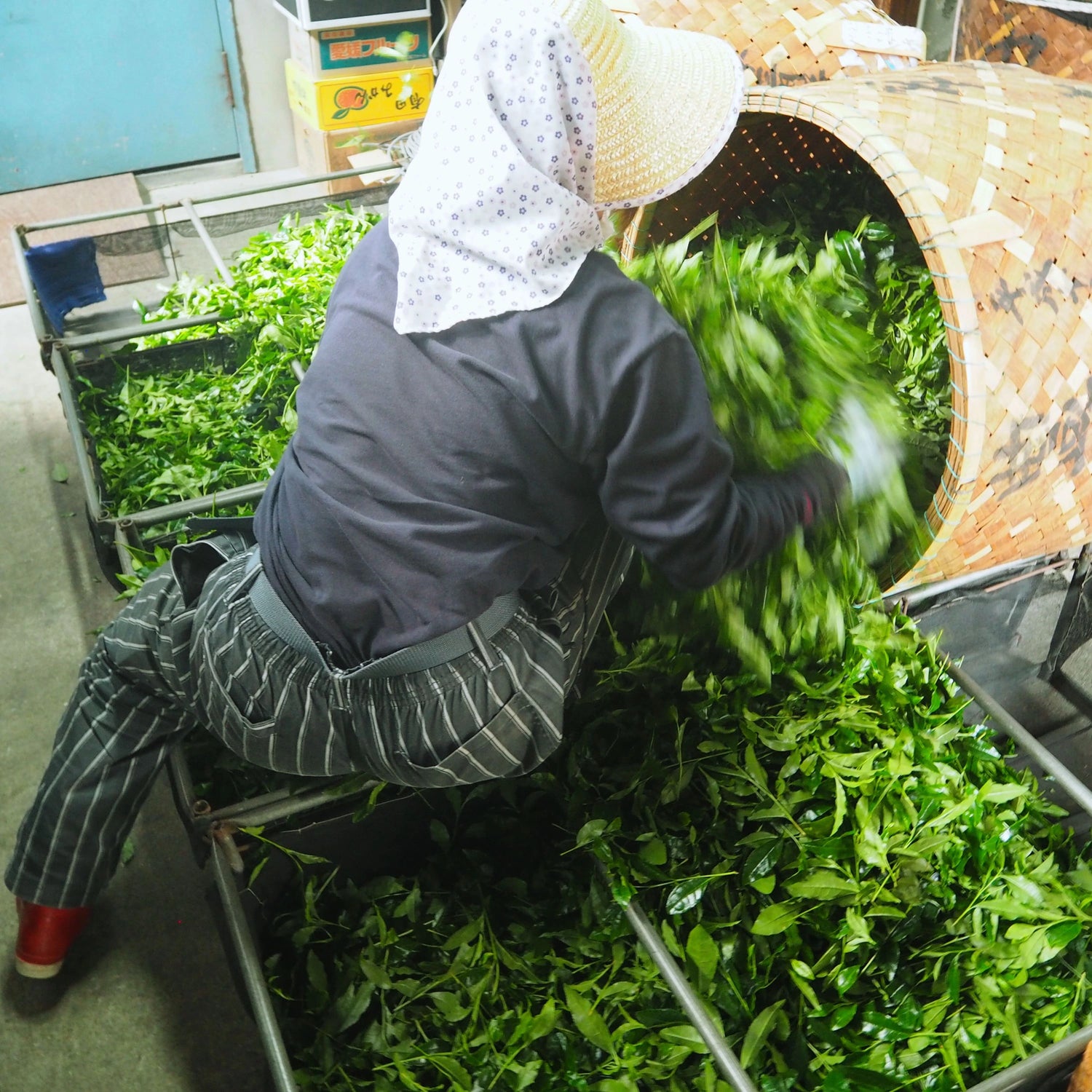 Worker loading freshly harvested tea leaves into holding nets at a matcha facility in Kyoto.