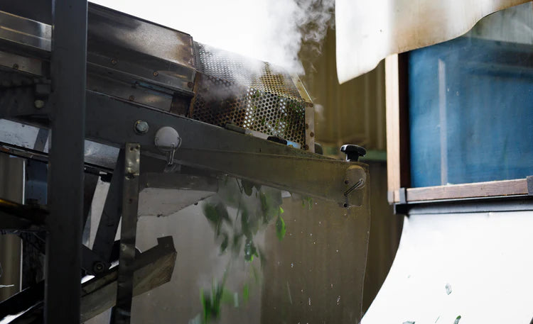 Traditional steaming process of freshly harvested tencha leaves used for Asahi ceremonial matcha in Uji, Kyoto.