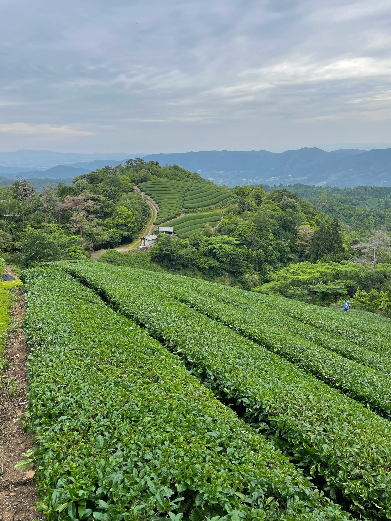 Terraced tea fields in Wazuka, Kyoto, overlooking mountains and lush greenery at a traditional Uji matcha farm.