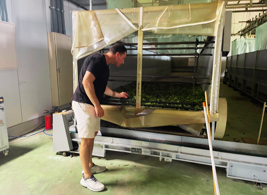 Founder of Premium Health Japan inspecting a matcha factory in Kyoto